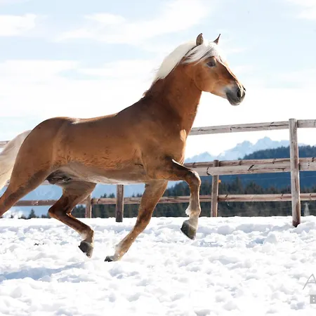 酒店 哈弗林格霍夫酒店