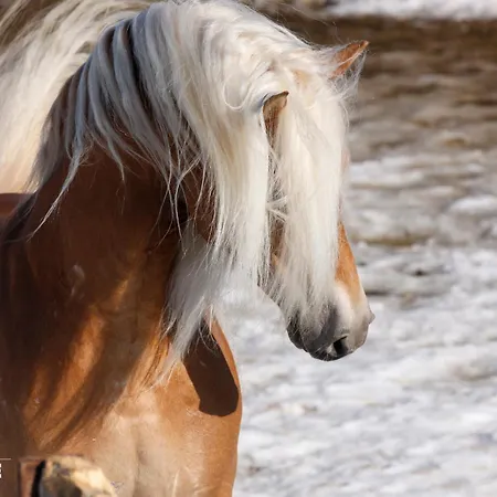 酒店 哈弗林格霍夫酒店