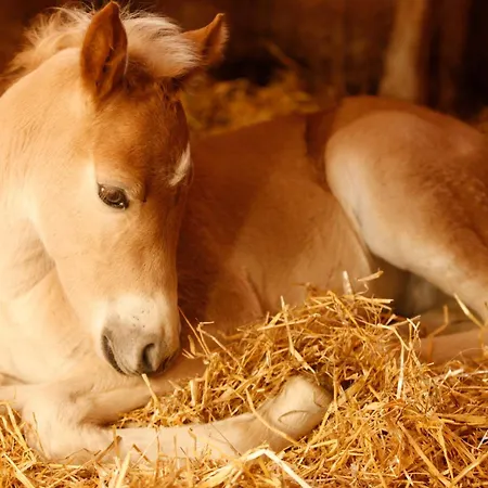 哈弗林格霍夫酒店 Roßhaupten