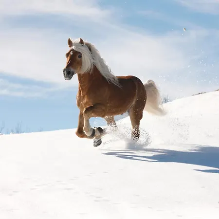 酒店 哈弗林格霍夫酒店
