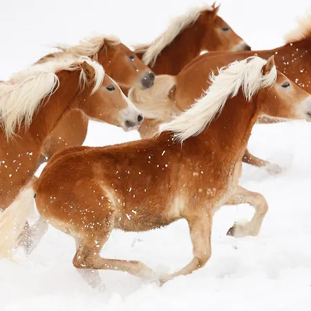 哈弗林格霍夫酒店 Roßhaupten