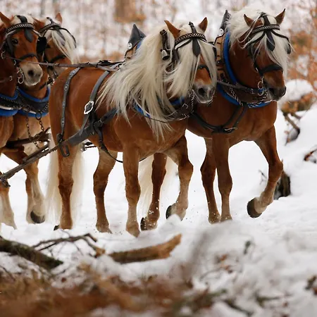 酒店 哈弗林格霍夫酒店 3*