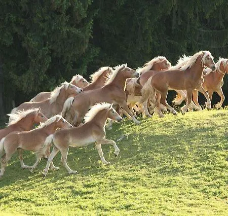 酒店 哈弗林格霍夫酒店 3*