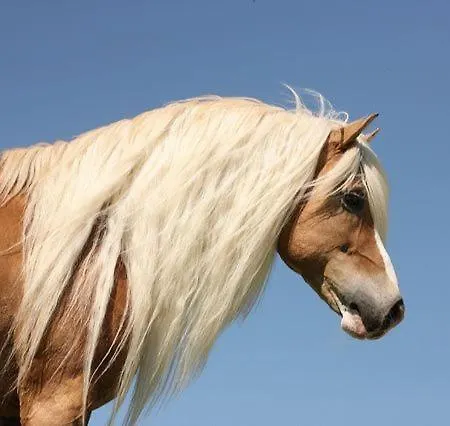 哈弗林格霍夫酒店 3*